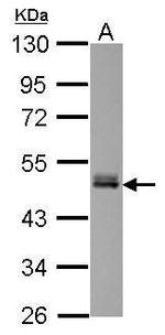 FAM98B Polyclonal Antibody