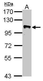 GRASP1 Antibody in Western Blot (WB)