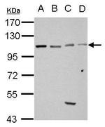GRASP1 Polyclonal Antibody