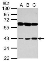 PECI Antibody in Western Blot (WB)