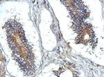 ATG13 Antibody in Immunohistochemistry (Paraffin) (IHC (P))