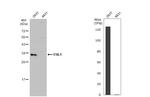 FHL1 Antibody in Western Blot (WB)
