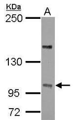 PPP4R4 Polyclonal Antibody