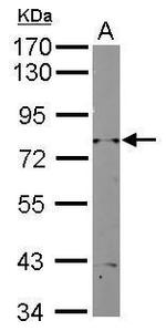 RAD3 Polyclonal Antibody
