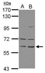 ZNF350 Antibody in Western Blot (WB)