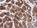 PRR5 Antibody in Immunohistochemistry (Paraffin) (IHC (P))