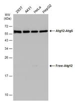 ATG12 Antibody in Western Blot (WB)