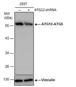 ATG12 Antibody in Western Blot (WB)