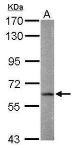 FAAH Antibody in Western Blot (WB)