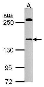 DZIP3 Antibody in Western Blot (WB)