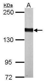 DZIP3 Antibody in Western Blot (WB)