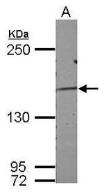 DZIP3 Antibody in Western Blot (WB)
