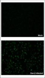 Dengue Virus Type 2 NS5 Antibody in Immunocytochemistry (ICC/IF)
