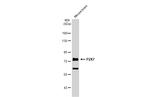 P2X7 Polyclonal Antibody