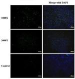 Enterovirus 71 Polyclonal Antibody