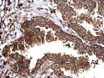 Bcl-xS Polyclonal Antibody
