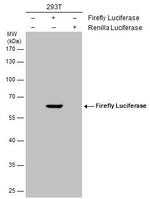 Firefly luciferase Polyclonal Antibody