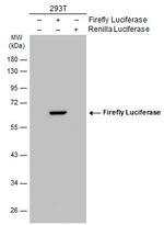 Firefly luciferase Polyclonal Antibody
