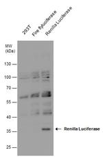 Renilla luciferase Polyclonal Antibody