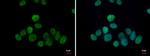 TET1 Antibody in Immunocytochemistry (ICC/IF)