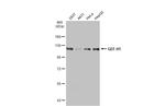 GEF-H1 Antibody in Western Blot (WB)