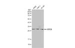 EPCR Antibody in Western Blot (WB)