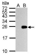 Influenza A M1 Antibody in Western Blot (WB)