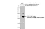 Influenza A M1 Polyclonal Antibody