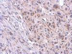 TTC39B Antibody in Immunohistochemistry (Paraffin) (IHC (P))