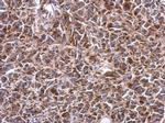 SHMT2 Antibody in Immunohistochemistry (Paraffin) (IHC (P))