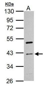 Cyclin I Antibody in Western Blot (WB)