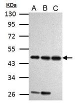 Cyclin I Polyclonal Antibody