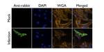 Influenza A M2 Antibody in Immunocytochemistry (ICC/IF)