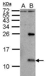 Influenza A NS2 Polyclonal Antibody