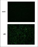 Japanese Encephalitis Virus NS2B Polyclonal Antibody