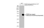 Influenza A NP Antibody in Western Blot (WB)