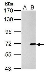 Cre recombinase Polyclonal Antibody