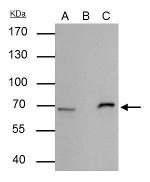 Cre recombinase Antibody in Immunoprecipitation (IP)