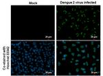 Dengue Virus Type 2 Envelope Antibody in Immunocytochemistry (ICC/IF)