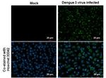 Dengue Virus Type 2 Envelope Antibody in Immunocytochemistry (ICC/IF)