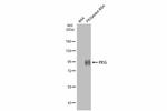 PEG Antibody in Western Blot (WB)