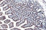 HMGB1 Antibody in Immunohistochemistry (Paraffin) (IHC (P))
