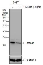 HMGB1 Antibody in Western Blot (WB)