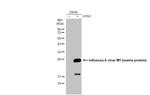 Influenza A M1 Polyclonal Antibody