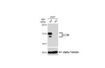 LC3B Antibody in Western Blot (WB)
