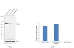 Vinculin Antibody in Western Blot (WB)