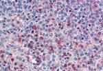 CD298 Antibody in Immunohistochemistry (Paraffin) (IHC (P))