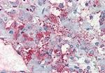 C8orf55 Antibody in Immunohistochemistry (Paraffin) (IHC (P))