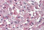 C8orf55 Antibody in Immunohistochemistry (Paraffin) (IHC (P))