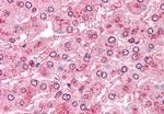 ARTS1 Antibody in Immunohistochemistry (Paraffin) (IHC (P))